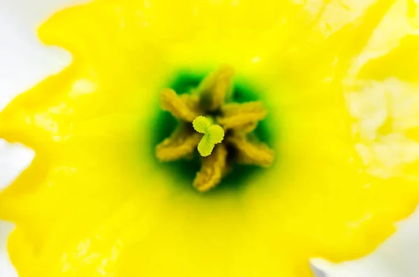 Une macro narcisse — Photo