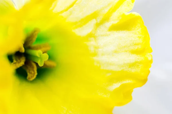 Narcis makro — Stock fotografie