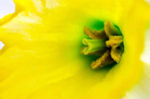 Un narciso macro — Foto de Stock