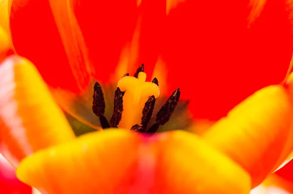 Uma tulipa macro — Fotografia de Stock