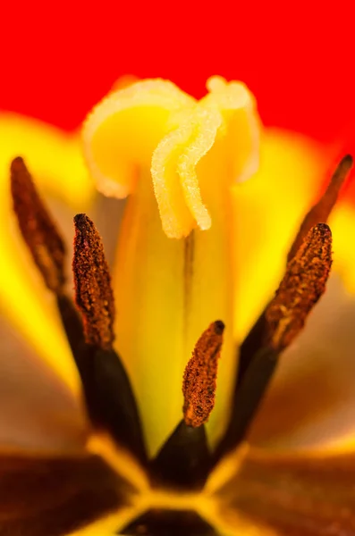 Ein Tulpenmakro — Stockfoto