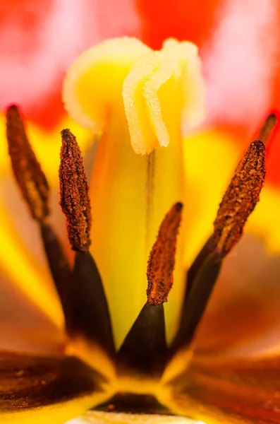 Une macro tulipe — Photo