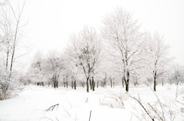 ağaçları ile kar kış manzara