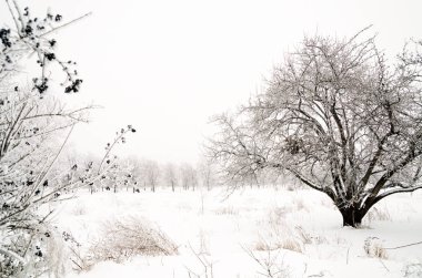 ağaçları ile kar kış manzara