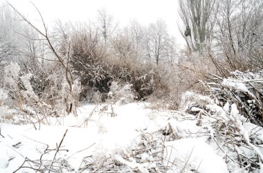 çalılar ile kar kış manzara