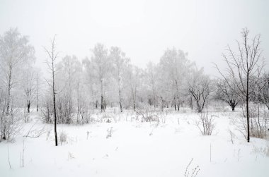 ağaçları ile kar kış manzara
