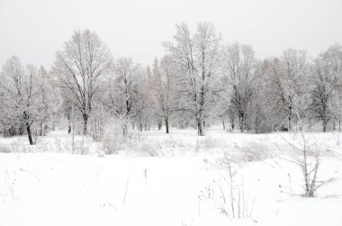 ağaçları ile kar kış manzara