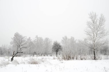 ağaçları ile kar kış manzara
