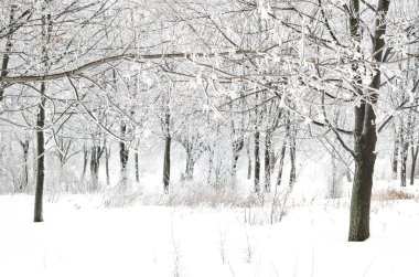 ağaçları ile kar kış manzara
