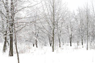 ağaçları ile kar kış manzara