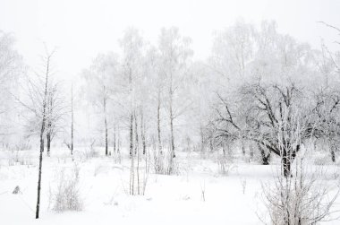 ağaçları ile kar kış manzara