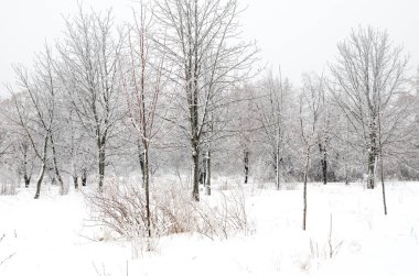 ağaçları ile kar kış manzara