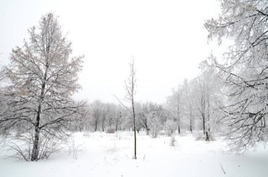ağaçları ile kar kış manzara