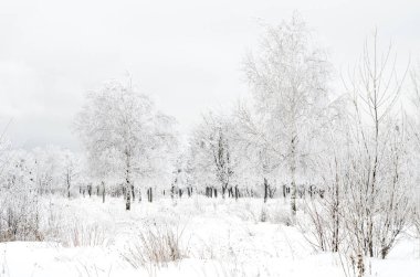 ağaçları ile kar kış manzara