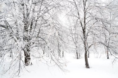 ağaçları ile kar kış manzara