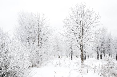 ağaçları ile kar kış manzara