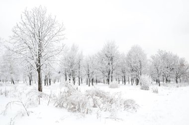 ağaçları ile kar kış manzara