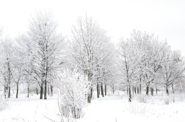 ağaçları ile kar kış manzara