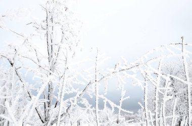 dal ile kar kış arka plan