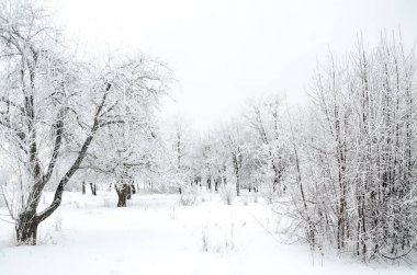 ağaçları ile kar kış manzara