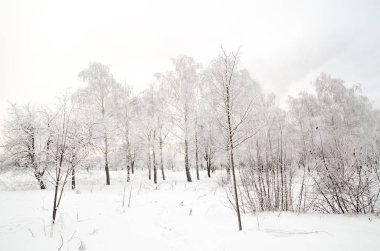 ağaçları ile kar kış manzara