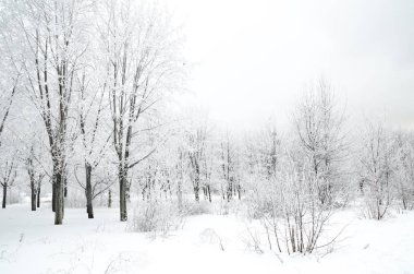 ağaçları ile kar kış manzara