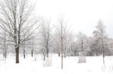 ağaçları ile kar kış manzara