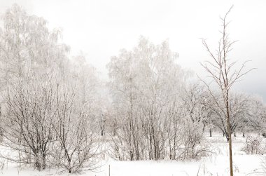 ağaçları ile kar kış manzara