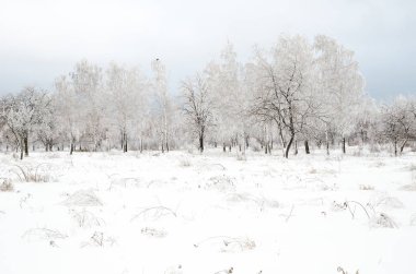 ağaçları ile kar kış manzara
