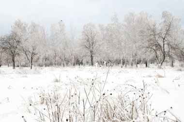 ağaçları ile kar kış manzara