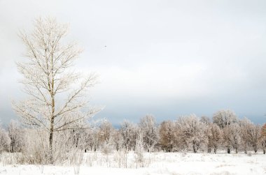 ağaçları ile kar kış manzara