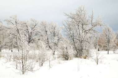 ağaçları ile kar kış manzara