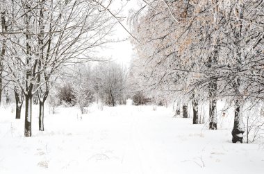 ağaçları ile kar kış manzara