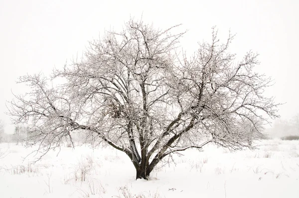 Winterlandschaft Aus Bäumen Mit Schnee — Stockfoto