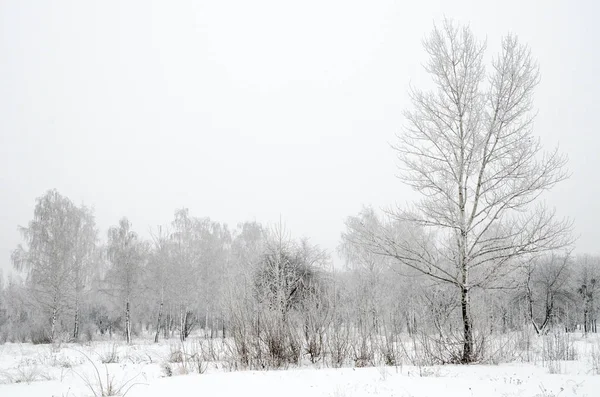 Paisagem Inverno Árvores Com Neve — Fotografia de Stock