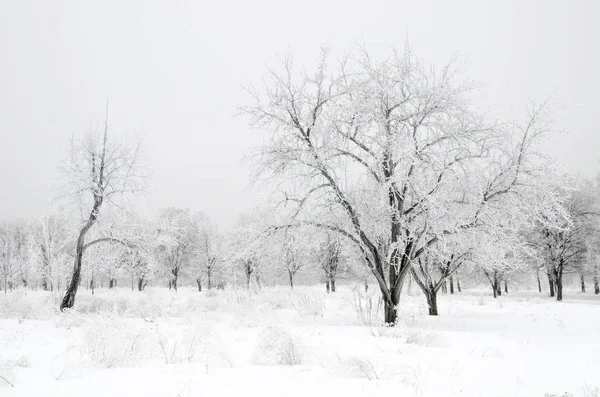 Winterlandschaft Aus Bäumen Mit Schnee — Stockfoto