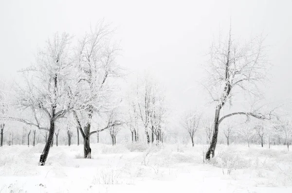 Paisagem Inverno Árvores Com Neve — Fotografia de Stock