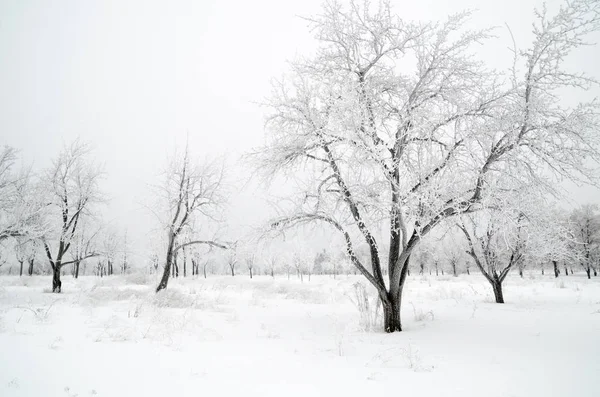Зимовий Пейзаж Дерев Снігом — стокове фото