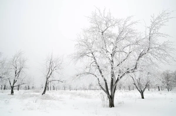 Paisagem Inverno Árvores Com Neve — Fotografia de Stock