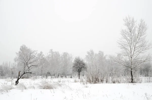 Paisagem Inverno Árvores Com Neve — Fotografia de Stock