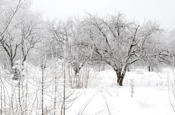 Paisagem Inverno Árvores Com Neve — Fotografia de Stock