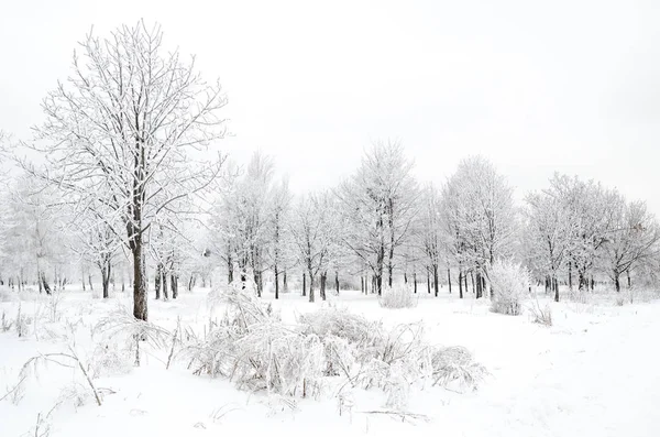 ağaçları ile kar kış manzara