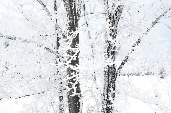 Winter Achtergrond Van Twijgen Met Sneeuw — Stockfoto