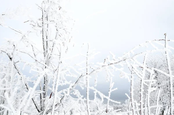 Winter Achtergrond Van Twijgen Met Sneeuw — Stockfoto