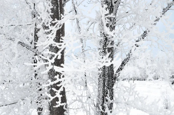 Winter Achtergrond Van Twijgen Met Sneeuw — Stockfoto