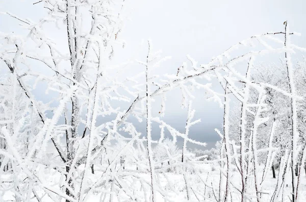 Winter Achtergrond Van Twijgen Met Sneeuw — Stockfoto