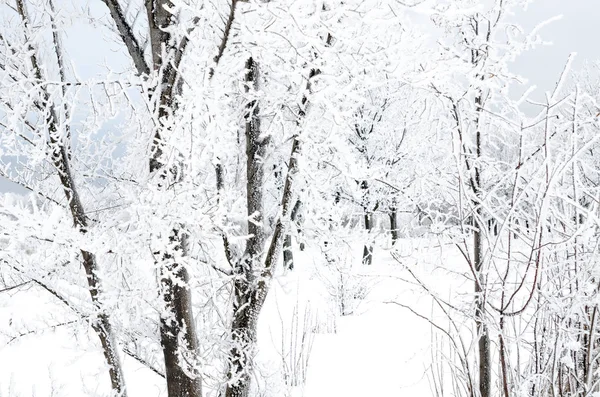 Winterlandschap Van Bomen Met Sneeuw — Stockfoto