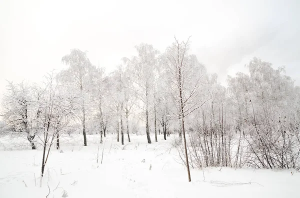 Paisagem Inverno Árvores Com Neve — Fotografia de Stock