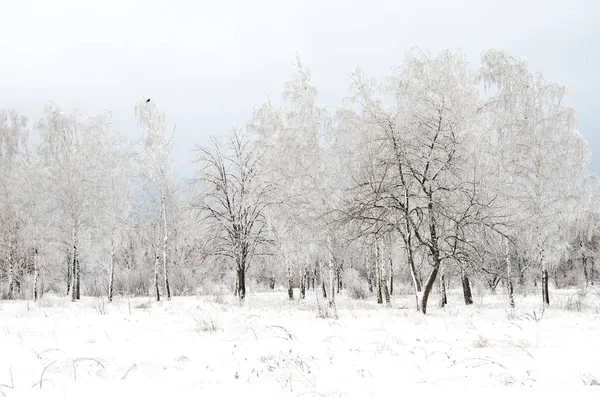 Zimní Krajina Stromy Sněhem — Stock fotografie