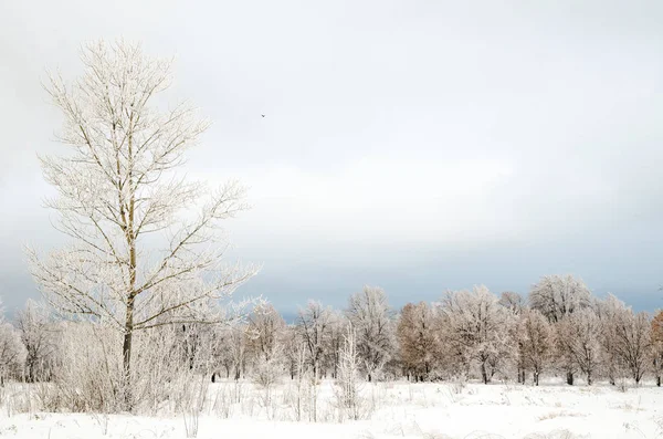Paisaje Invernal Árboles Con Nieve — Foto de Stock